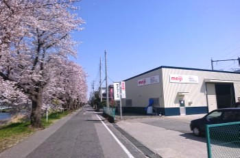 白岡店と桜HP.jpg